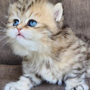 chaton Selkirk Straight Longhair black golden spotted tabby Belly Chatterie Ochatmouton
