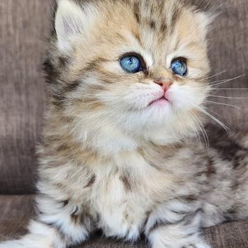 chaton Selkirk Straight Longhair black golden spotted tabby Belly Chatterie Ochatmouton