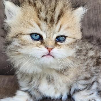 chaton Selkirk Straight Longhair black golden spotted tabby Belly Chatterie Ochatmouton
