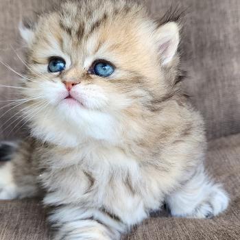chaton Selkirk Straight Longhair black golden spotted tabby Belly Chatterie Ochatmouton