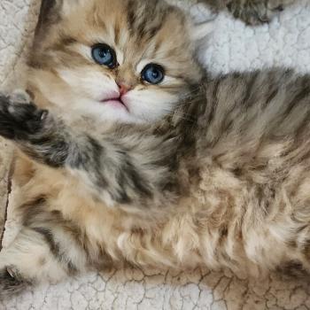 chaton Selkirk Straight Longhair black golden spotted tabby Belly Chatterie Ochatmouton