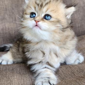 chaton Selkirk Straight Longhair black golden spotted tabby Belly Chatterie Ochatmouton