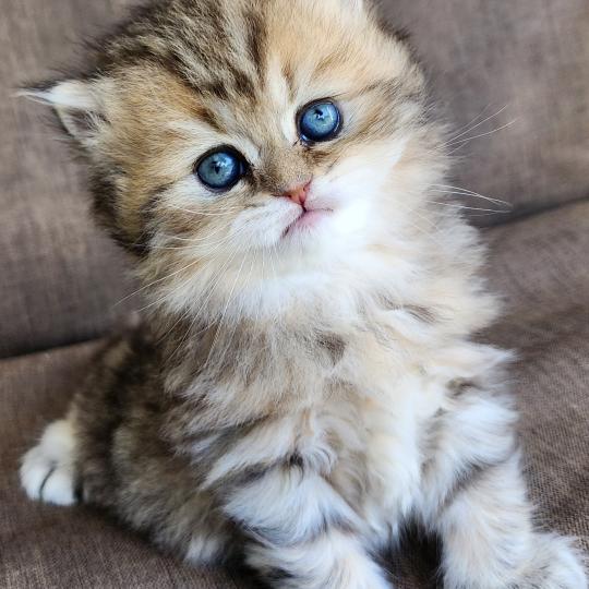 chaton Selkirk Straight Longhair black golden spotted tabby Belly Chatterie Ochatmouton