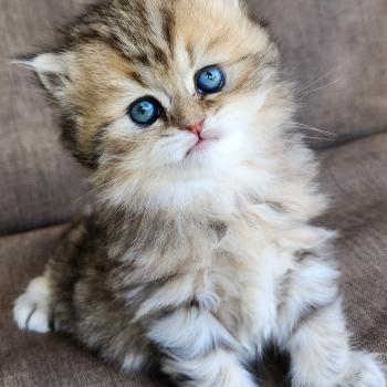 chaton Selkirk Straight Longhair black golden spotted tabby Belly Chatterie Ochatmouton