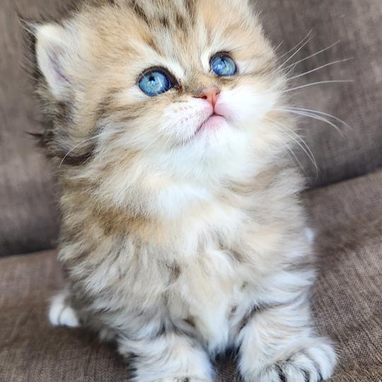 chaton Selkirk Straight Longhair black golden spotted tabby Belly Chatterie Ochatmouton