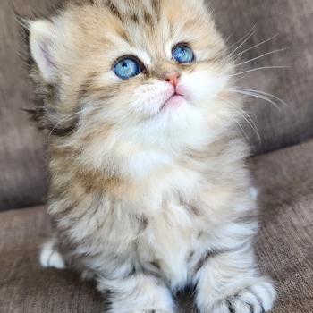 chaton Selkirk Straight Longhair black golden spotted tabby Belly Chatterie Ochatmouton