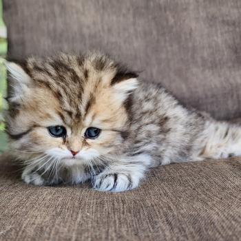 chaton Selkirk Straight Longhair black golden spotted tabby Belly Chatterie Ochatmouton