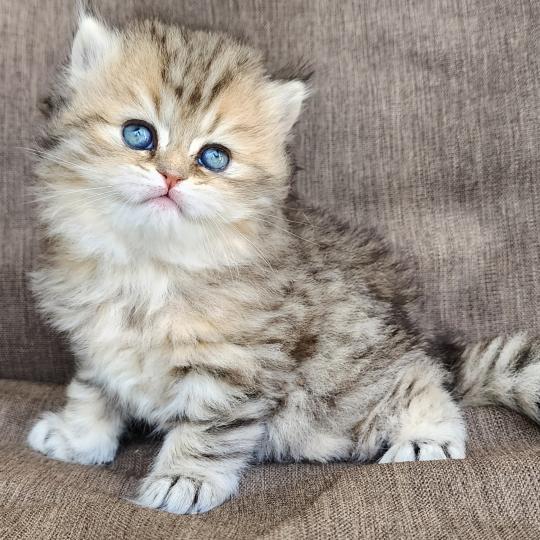 chaton Selkirk Straight Longhair black golden spotted tabby Belly Chatterie Ochatmouton