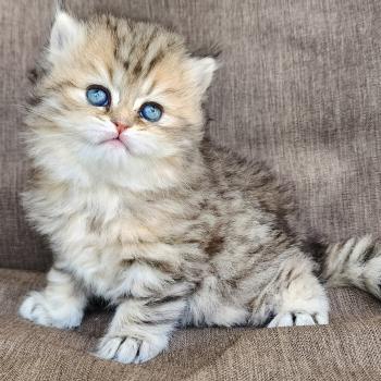 chaton Selkirk Straight Longhair black golden spotted tabby Belly Chatterie Ochatmouton