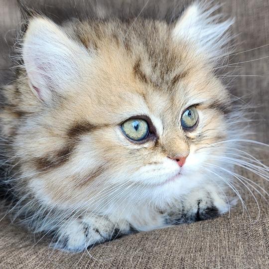 chaton Selkirk Straight Longhair black golden spotted tabby Belly Chatterie Ochatmouton
