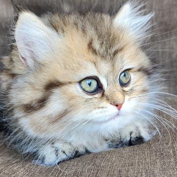 chaton Selkirk Straight Longhair black golden spotted tabby Belly Chatterie Ochatmouton