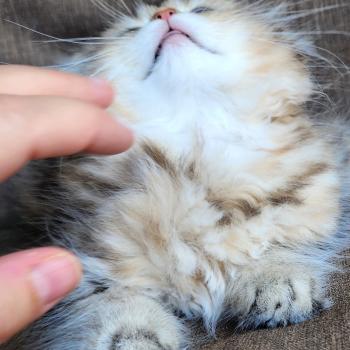 chaton Selkirk Straight Longhair black golden spotted tabby Belly Chatterie Ochatmouton