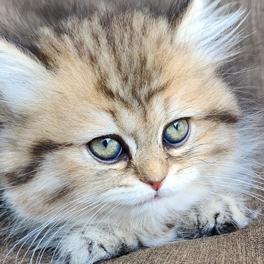 chaton Selkirk Straight Longhair black golden spotted tabby Belly Chatterie Ochatmouton