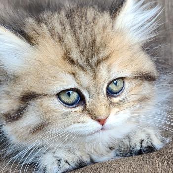 chaton Selkirk Straight Longhair black golden spotted tabby Belly Chatterie Ochatmouton