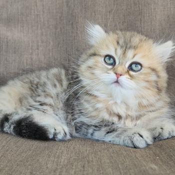 chaton Selkirk Straight Longhair black golden spotted tabby Belly Chatterie Ochatmouton