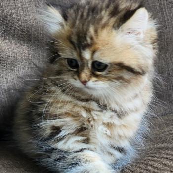 chaton Selkirk Straight Longhair black golden spotted tabby Belly Chatterie Ochatmouton