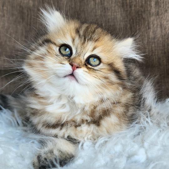 chaton Selkirk Straight Longhair black golden spotted tabby Belly Chatterie Ochatmouton