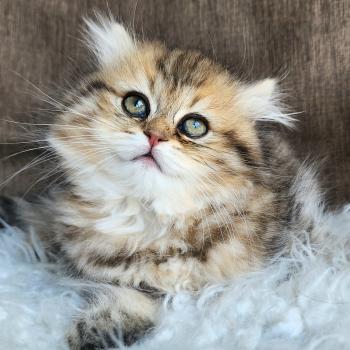 chaton Selkirk Straight Longhair black golden spotted tabby Belly Chatterie Ochatmouton