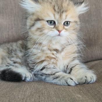 chaton Selkirk Straight Longhair black golden spotted tabby Belly Chatterie Ochatmouton