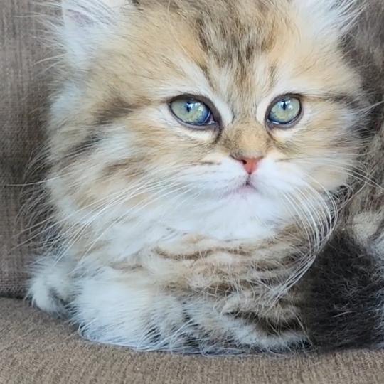 chaton Selkirk Straight Longhair black golden spotted tabby Belly Chatterie Ochatmouton