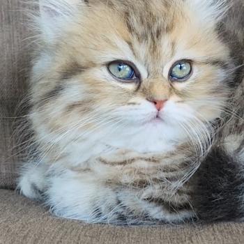 chaton Selkirk Straight Longhair black golden spotted tabby Belly Chatterie Ochatmouton