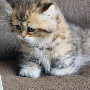 chaton Selkirk Straight Longhair black golden spotted tabby Belly Chatterie Ochatmouton