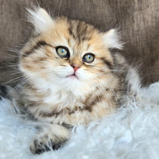 chaton Selkirk Straight Longhair black golden spotted tabby Belly Chatterie Ochatmouton
