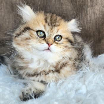 chaton Selkirk Straight Longhair black golden spotted tabby Belly Chatterie Ochatmouton
