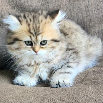 chaton Selkirk Straight Longhair black golden spotted tabby Belly Chatterie Ochatmouton