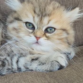 chaton Selkirk Straight Longhair black golden spotted tabby Belly Chatterie Ochatmouton