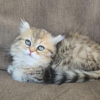chaton Selkirk Straight Longhair black golden spotted tabby Belly Chatterie Ochatmouton