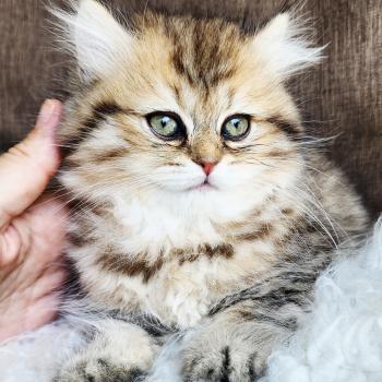 chaton Selkirk Straight Longhair black golden spotted tabby Belly Chatterie Ochatmouton