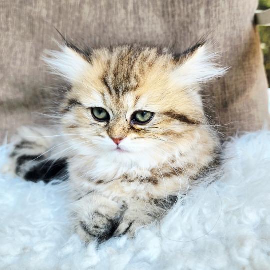 chaton Selkirk Straight Longhair black golden spotted tabby Belly Chatterie Ochatmouton