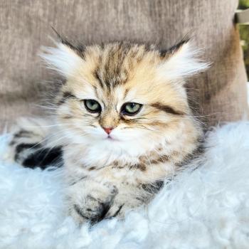 chaton Selkirk Straight Longhair black golden spotted tabby Belly Chatterie Ochatmouton