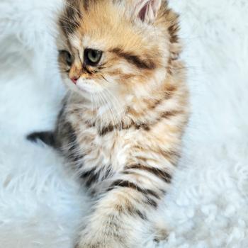 chaton Selkirk Straight Longhair black golden spotted tabby Belly Chatterie Ochatmouton