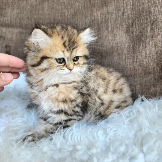 chaton Selkirk Straight Longhair black golden spotted tabby Belly Chatterie Ochatmouton
