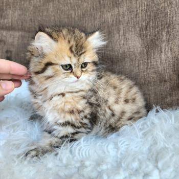 chaton Selkirk Straight Longhair black golden spotted tabby Belly Chatterie Ochatmouton