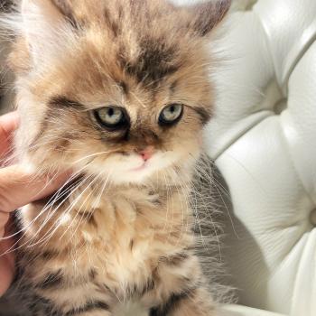 chaton Selkirk Straight Longhair black golden spotted tabby Belly Chatterie Ochatmouton