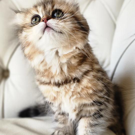 chaton Selkirk Straight Longhair black golden spotted tabby Belly Chatterie Ochatmouton