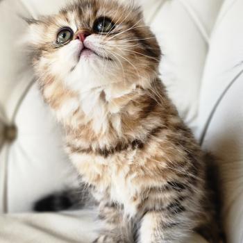 chaton Selkirk Straight Longhair black golden spotted tabby Belly Chatterie Ochatmouton