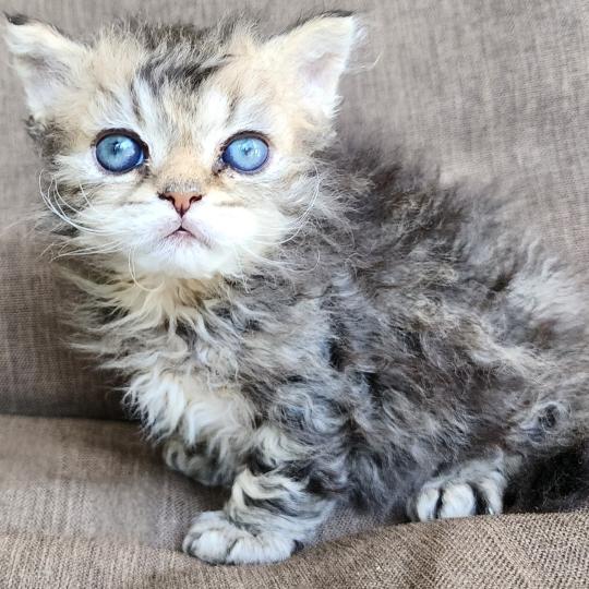chaton Selkirk Rex Longhair black golden blotched tabby Boogie Chatterie Ochatmouton