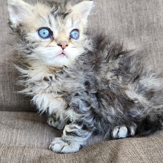 chaton Selkirk Rex Longhair black golden blotched tabby Boogie Chatterie Ochatmouton