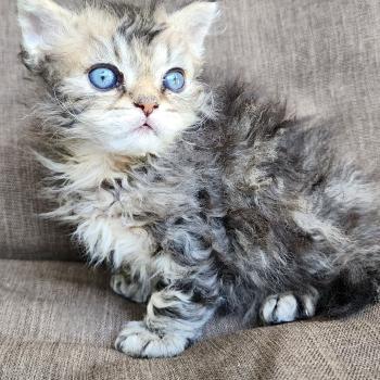 chaton Selkirk Rex Longhair black golden blotched tabby Boogie Chatterie Ochatmouton