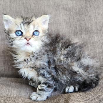chaton Selkirk Rex Longhair black golden blotched tabby Boogie Chatterie Ochatmouton