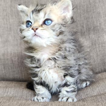 chaton Selkirk Rex Longhair black golden blotched tabby Boogie Chatterie Ochatmouton