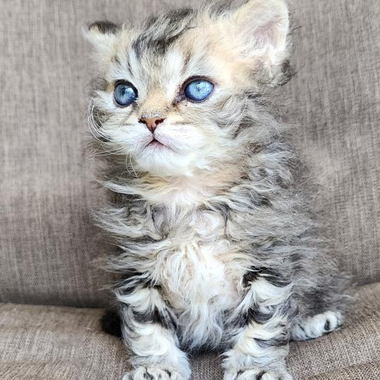 chaton Selkirk Rex Longhair black golden blotched tabby Boogie Chatterie Ochatmouton