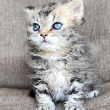 chaton Selkirk Rex Longhair black golden blotched tabby Boogie Chatterie Ochatmouton