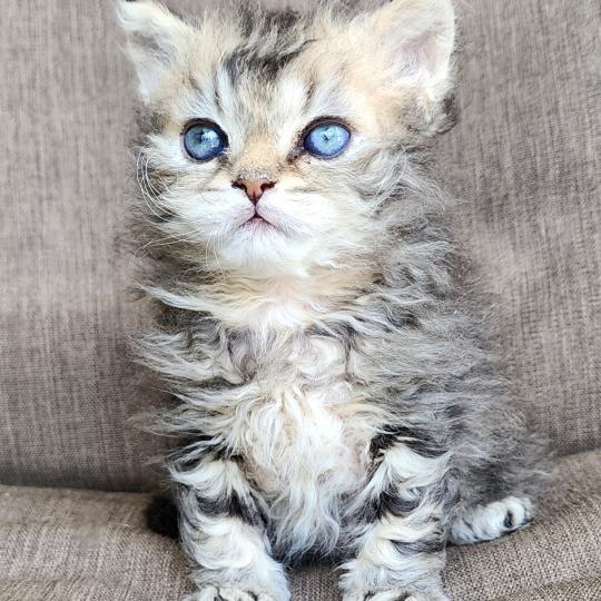chaton Selkirk Rex Longhair black golden blotched tabby Boogie Chatterie Ochatmouton