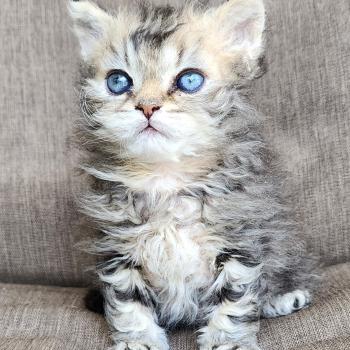 chaton Selkirk Rex Longhair black golden blotched tabby Boogie Chatterie Ochatmouton