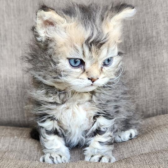 chaton Selkirk Rex Longhair black golden blotched tabby Boogie Chatterie Ochatmouton